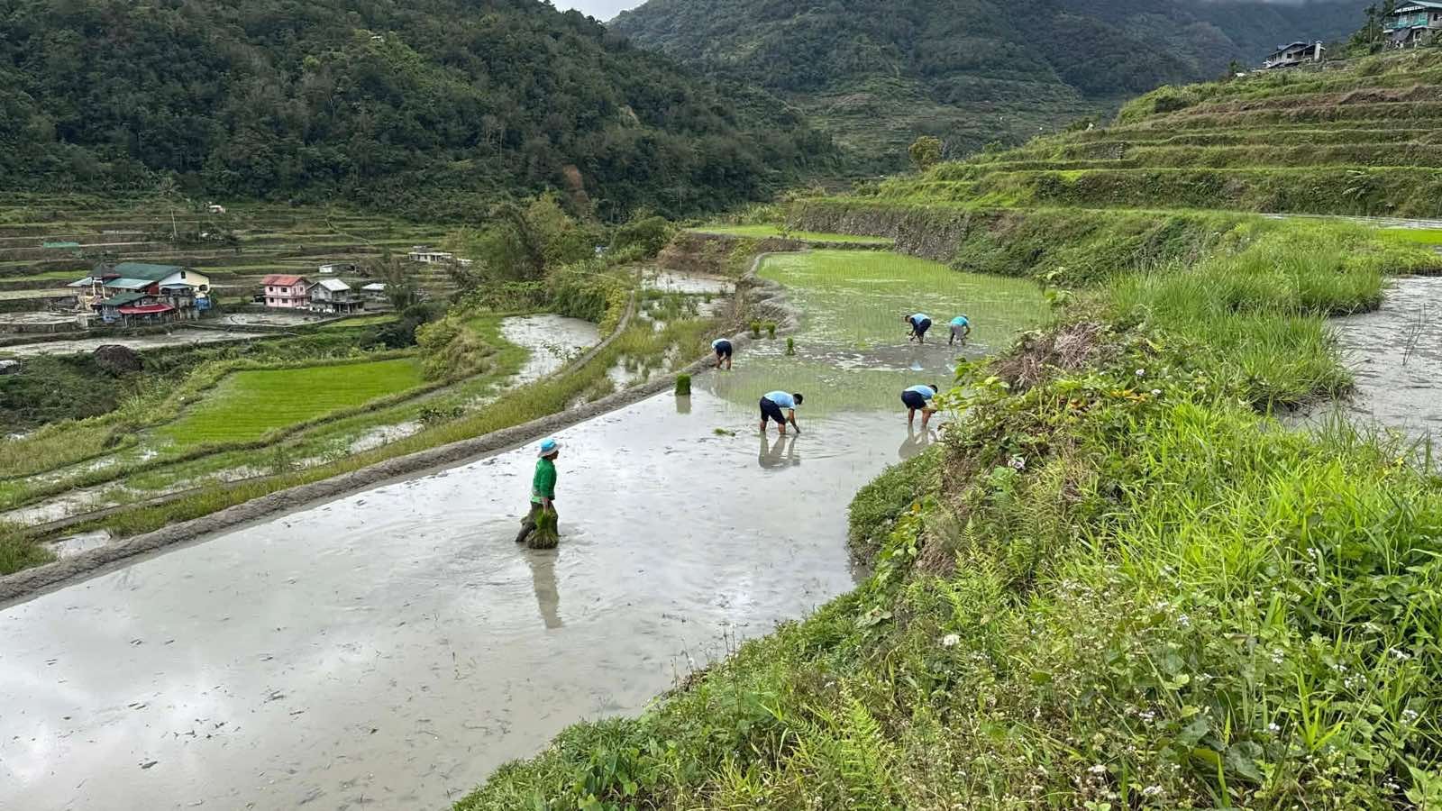 RPSB Team, nakilahok sa community rice planting sa Hungduan, Ifugao